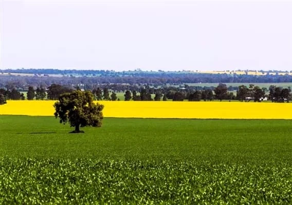 Royal Tavern, Coolamon, photograph 8 of 8